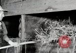 Immagine di Mangimi per animali Michigan United States USA, 1941, secondo 45 filmato di repertorio 65675025814