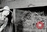 Immagine di Mangimi per animali Michigan United States USA, 1941, secondo 46 filmato di repertorio 65675025814