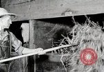 Immagine di Mangimi per animali Michigan United States USA, 1941, secondo 47 filmato di repertorio 65675025814