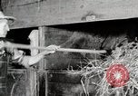 Immagine di Mangimi per animali Michigan United States USA, 1941, secondo 49 filmato di repertorio 65675025814