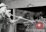 Immagine di Mangimi per animali Michigan United States USA, 1941, secondo 50 filmato di repertorio 65675025814
