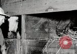 Immagine di Mangimi per animali Michigan United States USA, 1941, secondo 52 filmato di repertorio 65675025814