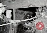 Immagine di Mangimi per animali Michigan United States USA, 1941, secondo 53 filmato di repertorio 65675025814