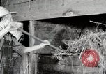 Immagine di Mangimi per animali Michigan United States USA, 1941, secondo 54 filmato di repertorio 65675025814