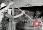 Immagine di Mangimi per animali Michigan United States USA, 1941, secondo 55 filmato di repertorio 65675025814