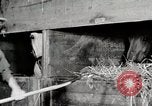 Immagine di Mangimi per animali Michigan United States USA, 1941, secondo 56 filmato di repertorio 65675025814