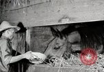 Immagine di Mangimi per animali Michigan United States USA, 1941, secondo 57 filmato di repertorio 65675025814