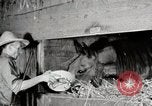 Immagine di Mangimi per animali Michigan United States USA, 1941, secondo 58 filmato di repertorio 65675025814