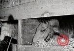 Immagine di Mangimi per animali Michigan United States USA, 1941, secondo 62 filmato di repertorio 65675025814