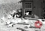 Standbild Farm Life Michigan United States USA, 1941, aus Sekunde 59 historischem Filmmaterial Videoclip 65675025816