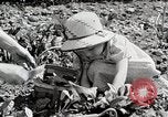 Image farm life Michigan United States USA, 1941, de la seconde 27 séquences d'archives historiques vidéo 65675025817