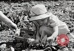 Image farm life Michigan United States USA, 1941, de la seconde 29 séquences d'archives historiques vidéo 65675025817