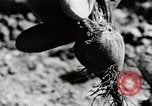 Image farm life Michigan United States USA, 1941, de la seconde 50 séquences d'archives historiques vidéo 65675025817