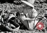 Image farm life Michigan United States USA, 1941, de la seconde 61 séquences d'archives historiques vidéo 65675025817