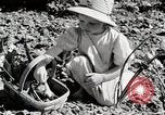 Image farm life Michigan United States USA, 1941, de la seconde 62 séquences d'archives historiques vidéo 65675025817
