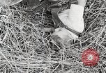 Standbild Farm Life Michigan United States USA, 1941, aus Sekunde 13 historischem Filmmaterial Videoclip 65675025821