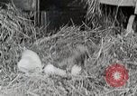 Standbild Farm Life Michigan United States USA, 1941, aus Sekunde 42 historischem Filmmaterial Videoclip 65675025821