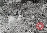 Standbild Farm Life Michigan United States USA, 1941, aus Sekunde 43 historischem Filmmaterial Videoclip 65675025821