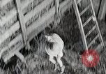 Standbild Farm Life Michigan United States USA, 1941, aus Sekunde 50 historischem Filmmaterial Videoclip 65675025821