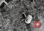 Standbild Farm Life Michigan United States USA, 1941, aus Sekunde 51 historischem Filmmaterial Videoclip 65675025821