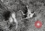 Standbild Farm Life Michigan United States USA, 1941, aus Sekunde 52 historischem Filmmaterial Videoclip 65675025821