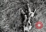 Standbild Farm Life Michigan United States USA, 1941, aus Sekunde 53 historischem Filmmaterial Videoclip 65675025821