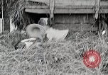 Standbild Farm Life Michigan United States USA, 1941, aus Sekunde 56 historischem Filmmaterial Videoclip 65675025821