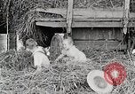 Standbild Farm Life Michigan United States USA, 1941, aus Sekunde 58 historischem Filmmaterial Videoclip 65675025821