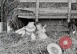 Standbild Farm Life Michigan United States USA, 1941, aus Sekunde 59 historischem Filmmaterial Videoclip 65675025821