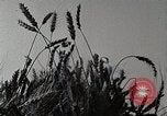 Standbild Farm Life Michigan United States USA, 1941, aus Sekunde 14 historischem Filmmaterial Videoclip 65675025824
