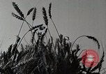 Standbild Farm Life Michigan United States USA, 1941, aus Sekunde 15 historischem Filmmaterial Videoclip 65675025824