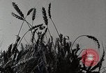 Standbild Farm Life Michigan United States USA, 1941, aus Sekunde 17 historischem Filmmaterial Videoclip 65675025824