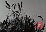 Standbild Farm Life Michigan United States USA, 1941, aus Sekunde 18 historischem Filmmaterial Videoclip 65675025824