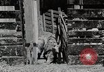 Image of farm life Michigan United States USA, 1941, second 31 stock footage video 65675025825