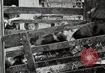 Image of farm life Michigan United States USA, 1941, second 58 stock footage video 65675025825