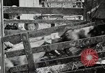 Image of farm life Michigan United States USA, 1941, second 60 stock footage video 65675025825