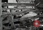 Image of farm life Michigan United States USA, 1941, second 61 stock footage video 65675025825