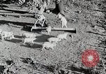 Immagine di Fattoria Michigan United States USA, 1941, secondo 21 filmato di repertorio 65675025826