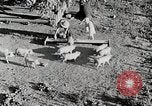 Immagine di Fattoria Michigan United States USA, 1941, secondo 22 filmato di repertorio 65675025826