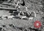 Immagine di Fattoria Michigan United States USA, 1941, secondo 24 filmato di repertorio 65675025826