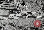 Immagine di Fattoria Michigan United States USA, 1941, secondo 25 filmato di repertorio 65675025826
