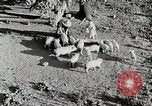 Immagine di Fattoria Michigan United States USA, 1941, secondo 27 filmato di repertorio 65675025826