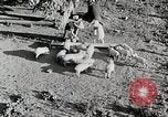 Immagine di Fattoria Michigan United States USA, 1941, secondo 28 filmato di repertorio 65675025826