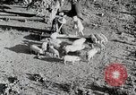 Immagine di Fattoria Michigan United States USA, 1941, secondo 29 filmato di repertorio 65675025826