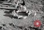 Immagine di Fattoria Michigan United States USA, 1941, secondo 30 filmato di repertorio 65675025826