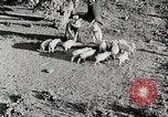 Immagine di Fattoria Michigan United States USA, 1941, secondo 31 filmato di repertorio 65675025826