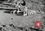 Immagine di Fattoria Michigan United States USA, 1941, secondo 32 filmato di repertorio 65675025826