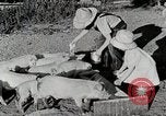 Immagine di Fattoria Michigan United States USA, 1941, secondo 34 filmato di repertorio 65675025826