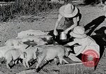 Immagine di Fattoria Michigan United States USA, 1941, secondo 39 filmato di repertorio 65675025826