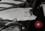 Immagine di Fattoria Michigan United States USA, 1941, secondo 54 filmato di repertorio 65675025826